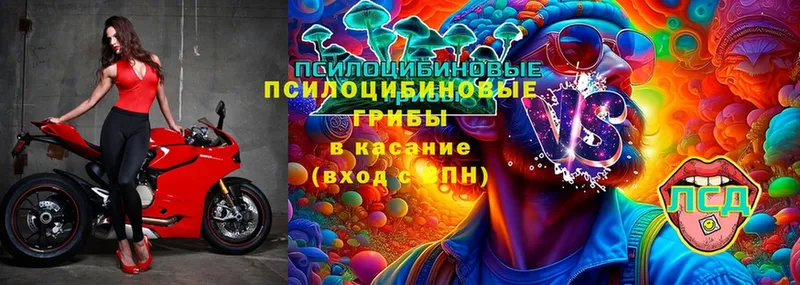 Псилоцибиновые грибы Cubensis Будённовск